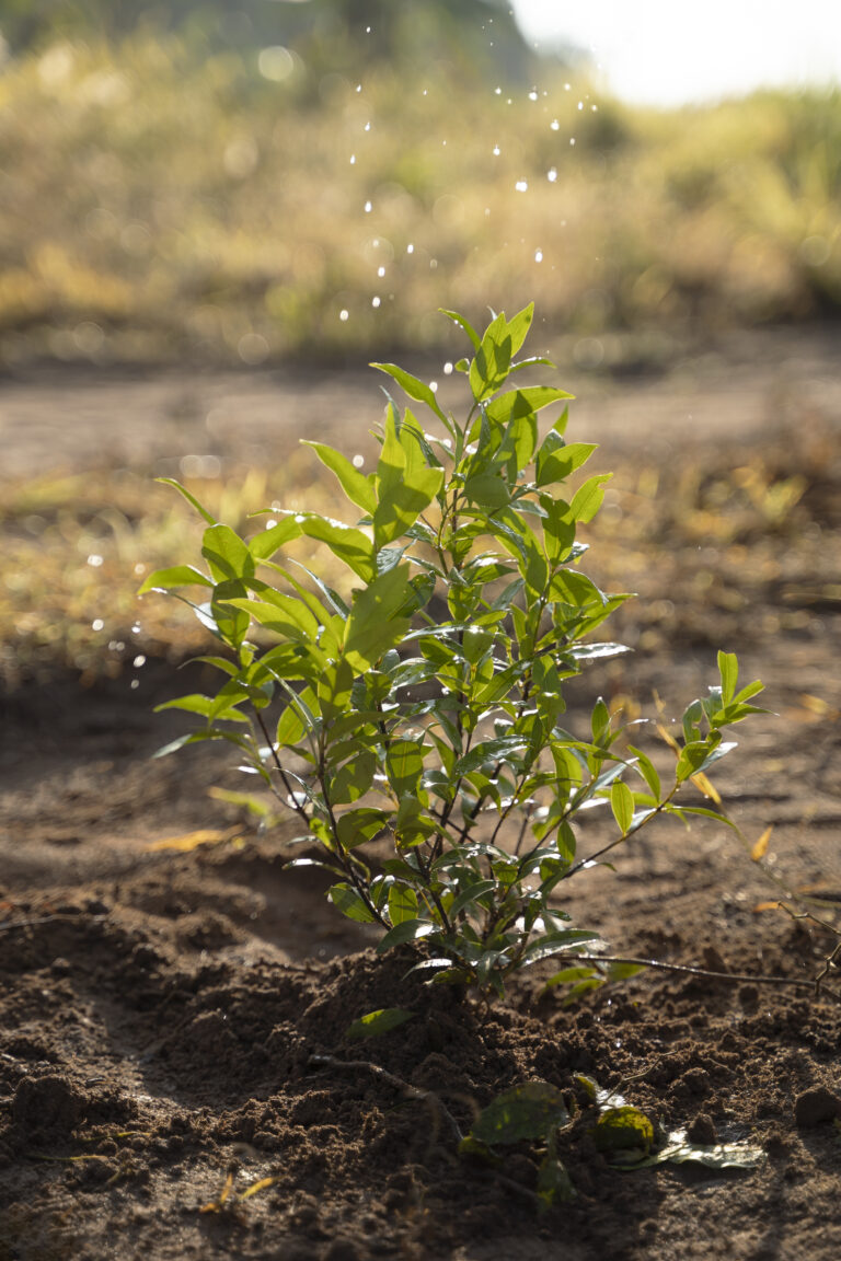 Jeune arbuste fraîchement planté et arrosé